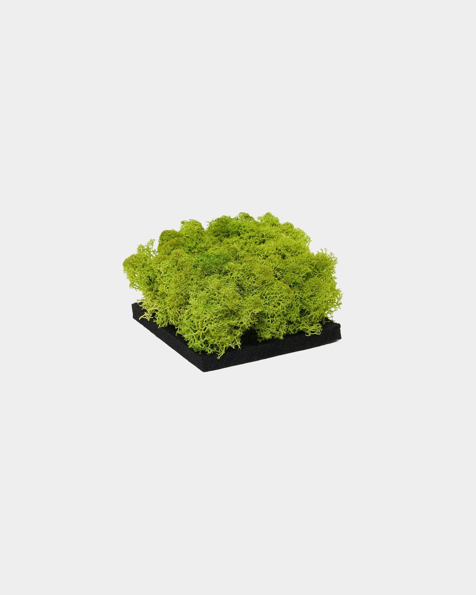 WoodUpp Moss Akustikpaneel Muster in Apple Green mit lebendig grünem konserviertem moss auf einer Basis aus black, vor schlicht weißem Hintergrund präsentiert.