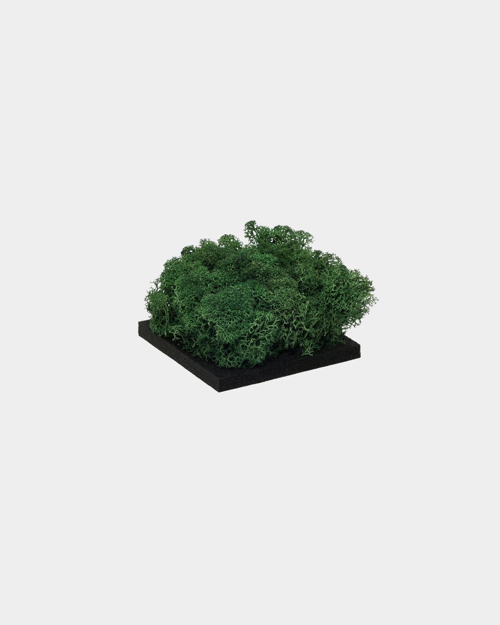 WoodUpp-Muster Moss in Moss Green mit dichtem, konserviertem grünem moss auf einer quadratischen Basis aus black, vor schlicht weißem Hintergrund präsentiert.